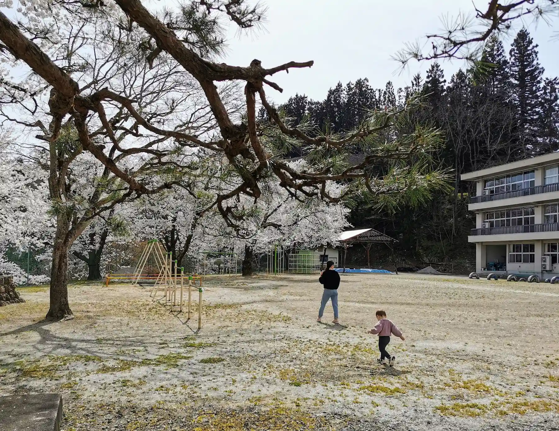 Cour d'école de montagne à Yamagata sous les cerisiers en fleurs