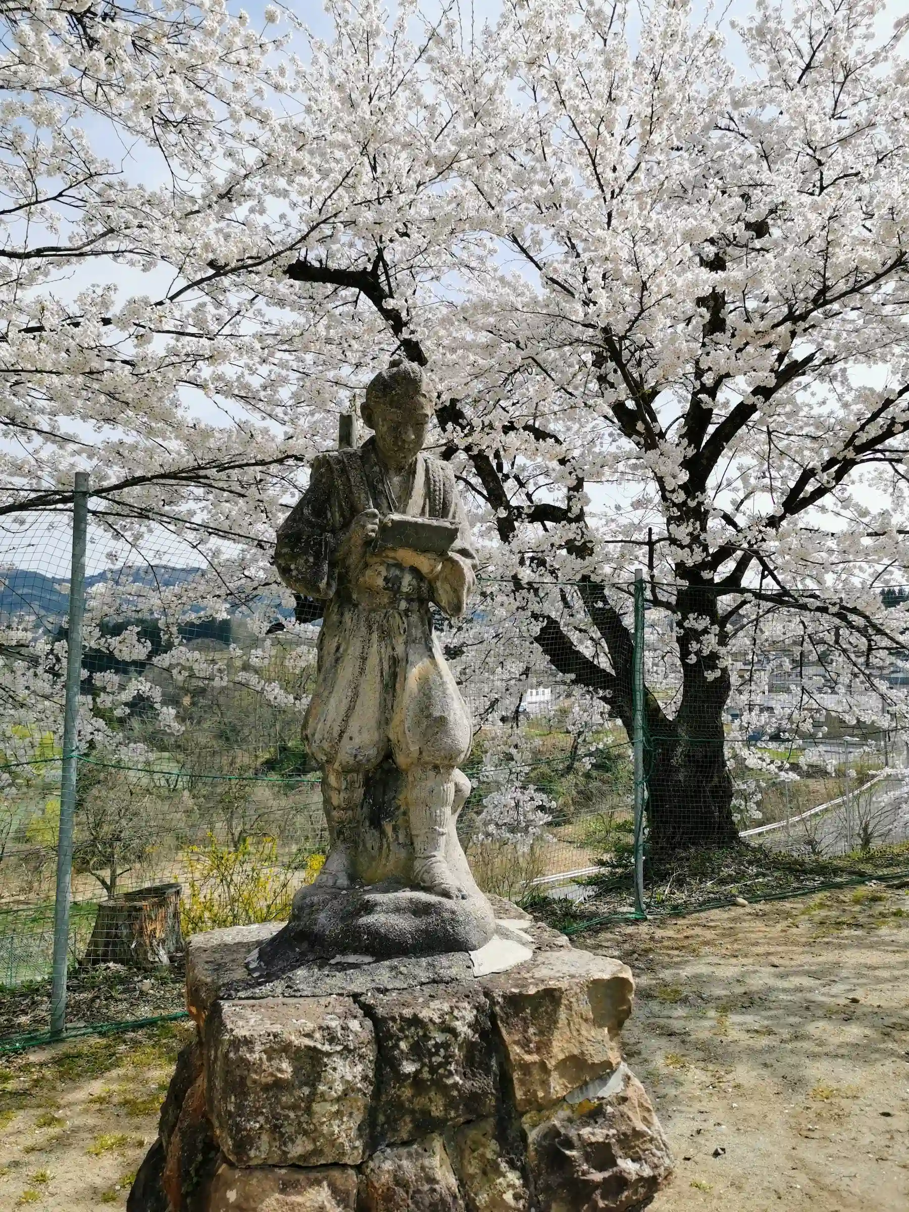 Statue de Ninomiya Kinjiro sous les cerisiers en fleurs, école de montagne Yamagata