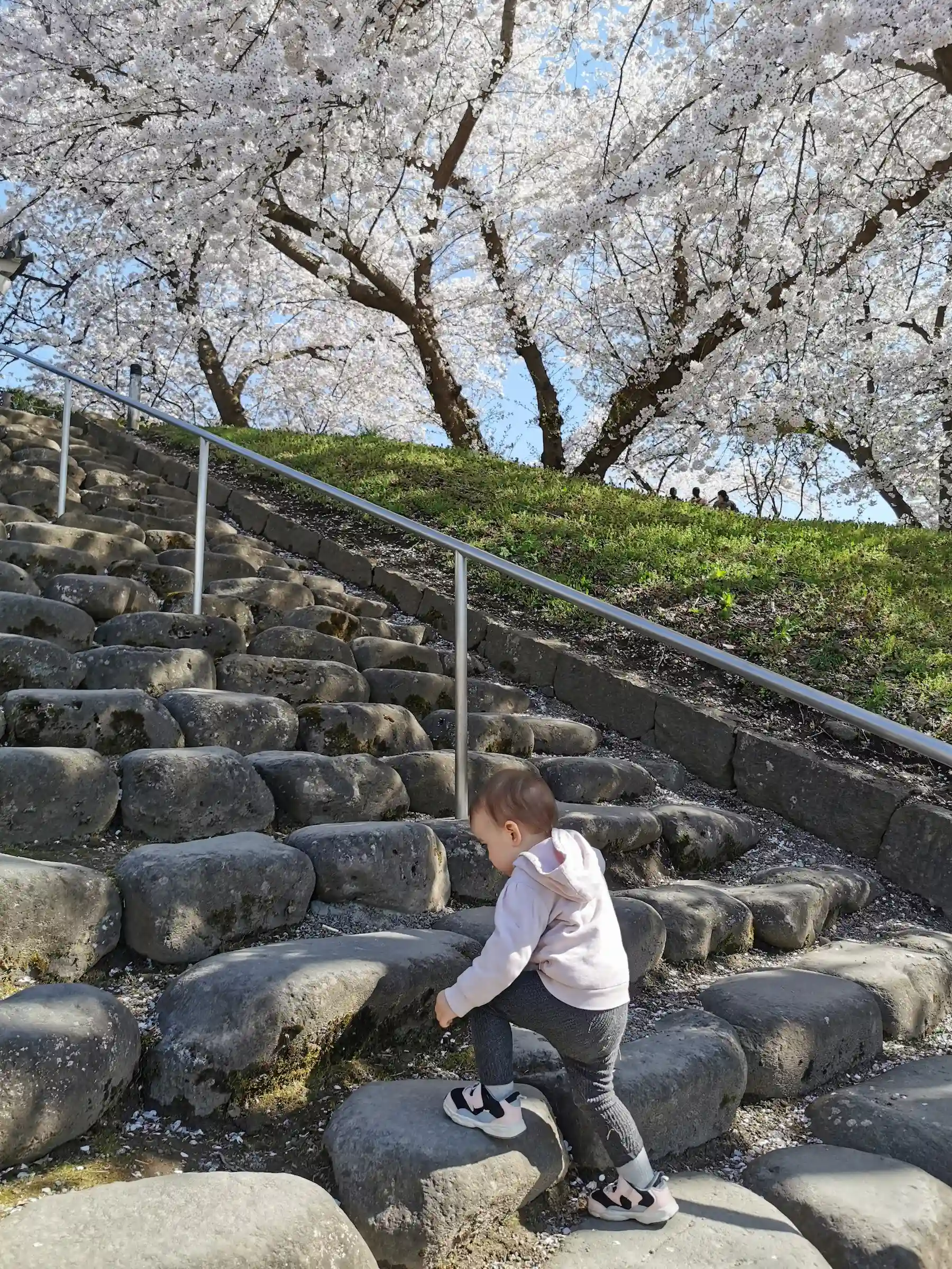 Enfant de 2 ans sur les marches du parc de Kajo, cerisiers en fleurs