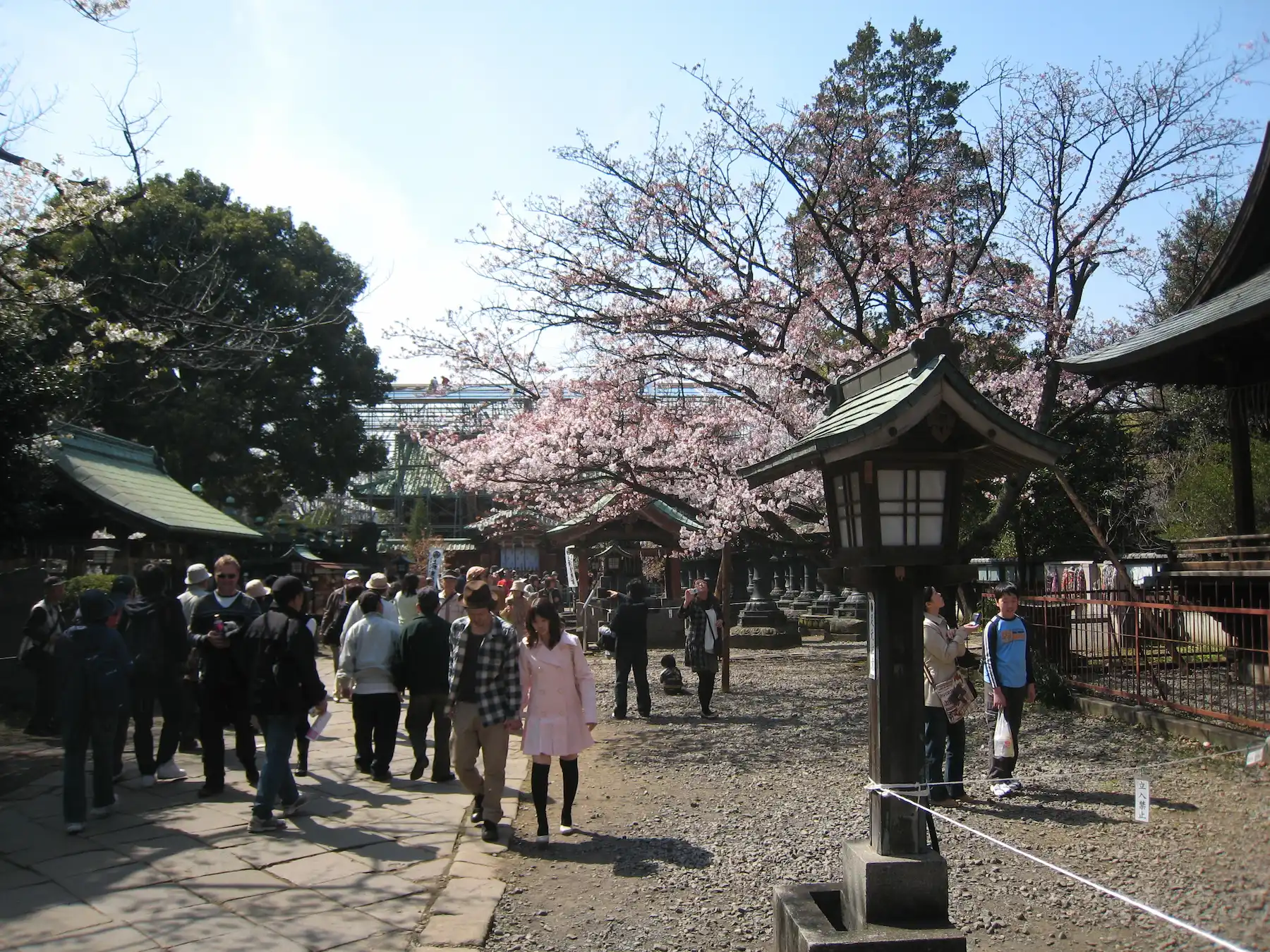 Parc d'Ueno en fleurs de cerisier au printemps, Tokyo