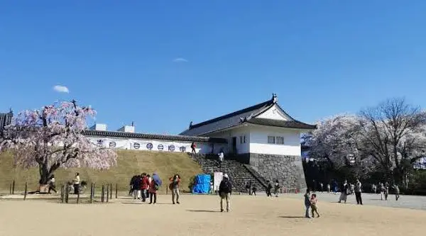 Château de Yamagata sous les cerisiers en fleurs