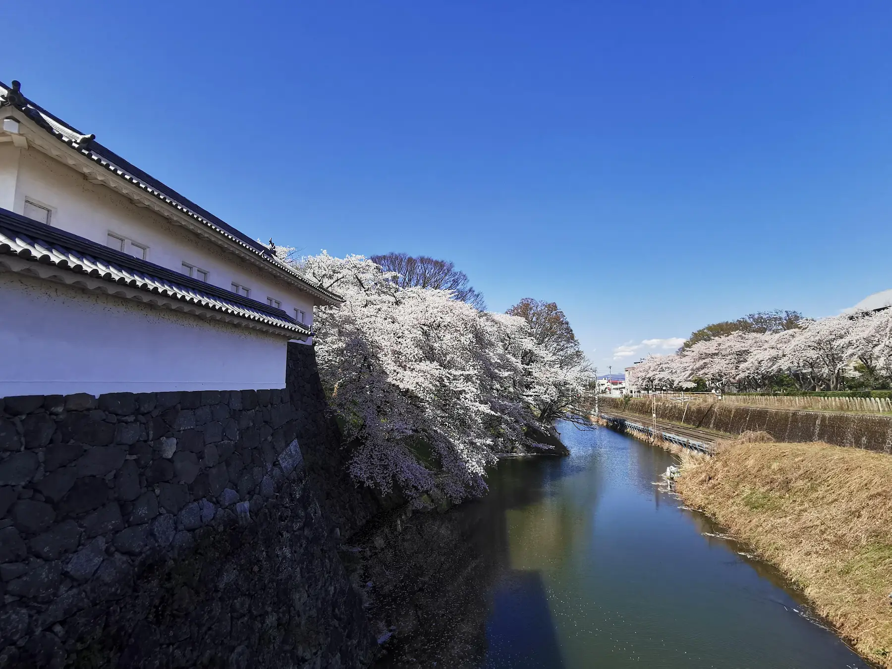Douves du château de Yamagata avec cerisiers