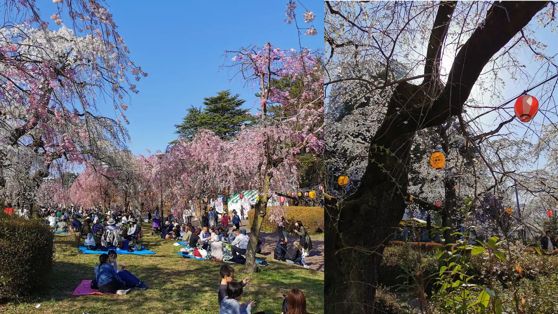 Allée de cerisiers pleureurs en fleurs et lanternes de hanami au parc Tsutsujigaoka à Sendai