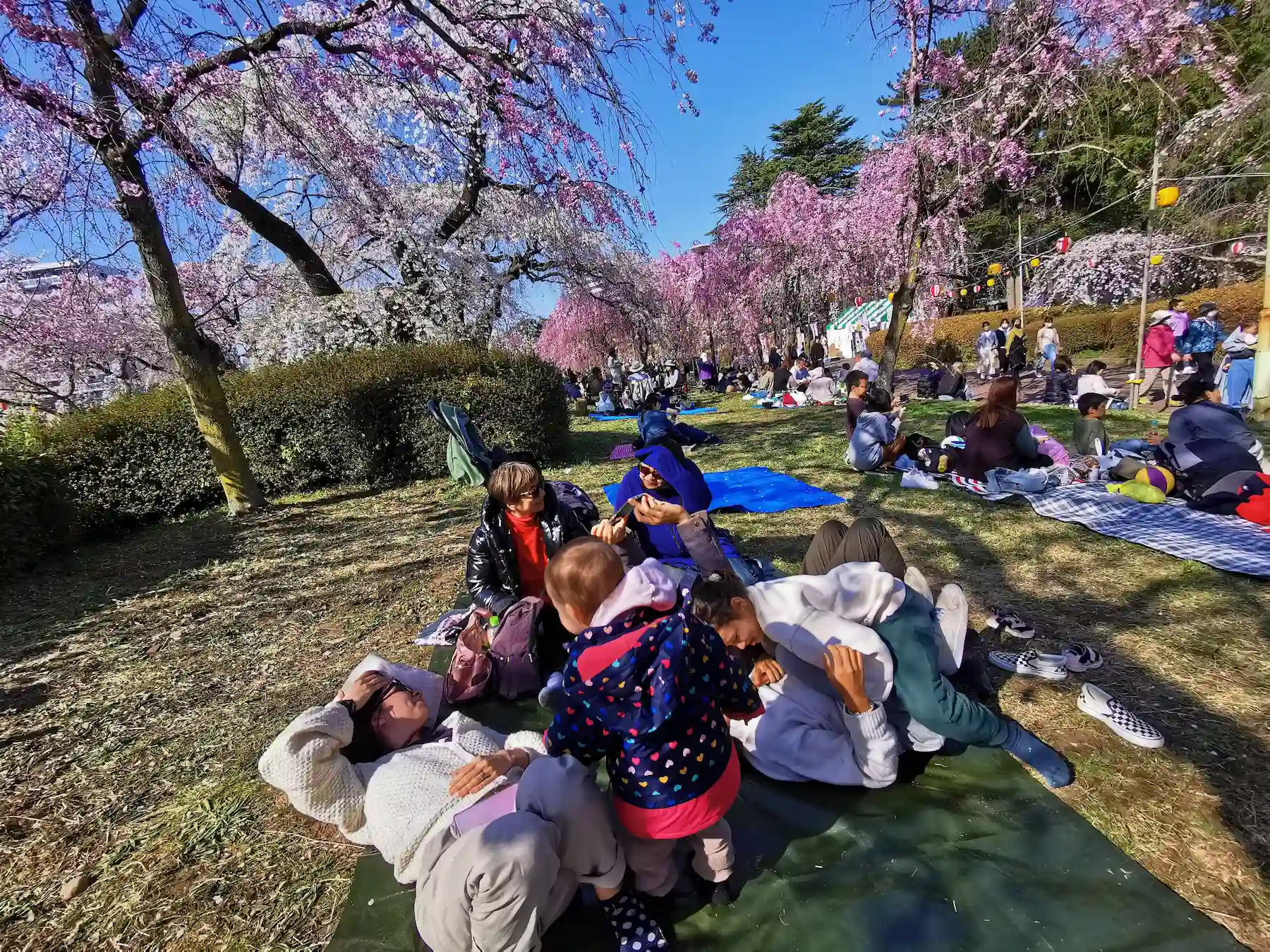 Pique-nique de hanami en famille sous les cerisiers pleureurs du parc Tsutsujigaoka à Sendai