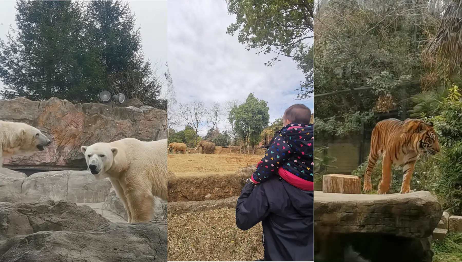 Ours polaires, éléphants et tigre au zoo de Yagiyama à Sendai, enfant sur les épaules de son père
