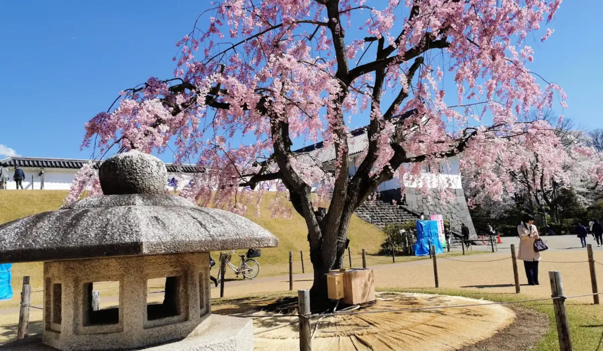 Château de Yamagata (Kajo) pendant le hanami : notre visite en famille sous les cerisiers