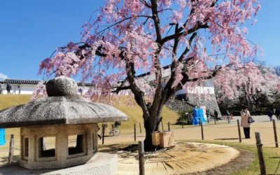 Château de Yamagata (Kajo) pendant le hanami : notre visite en famille sous les cerisiers