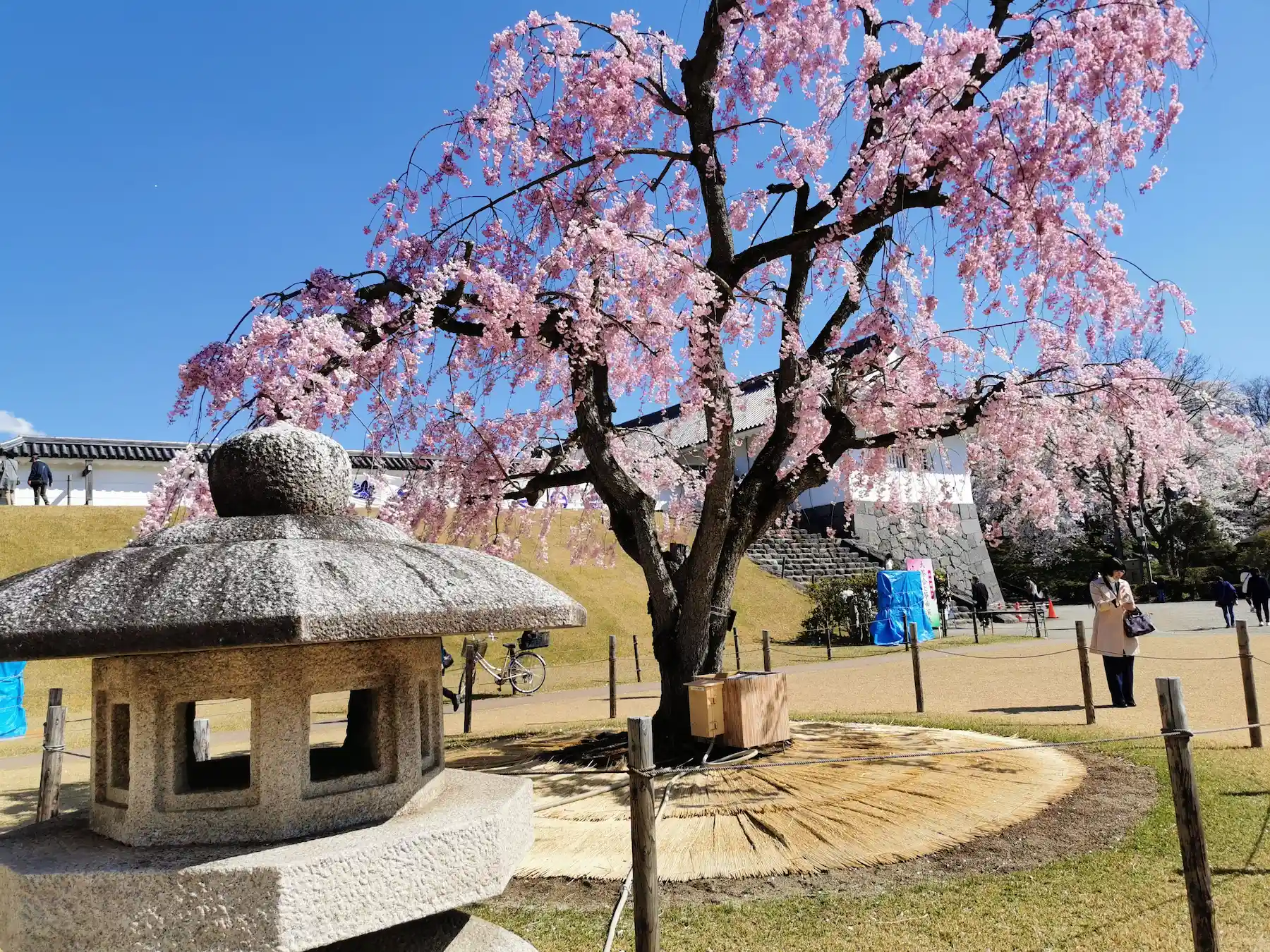Cerisier pleureur rose devant le château de Yamagata, lanterne en pierre et paillage de paille protégeant les racines