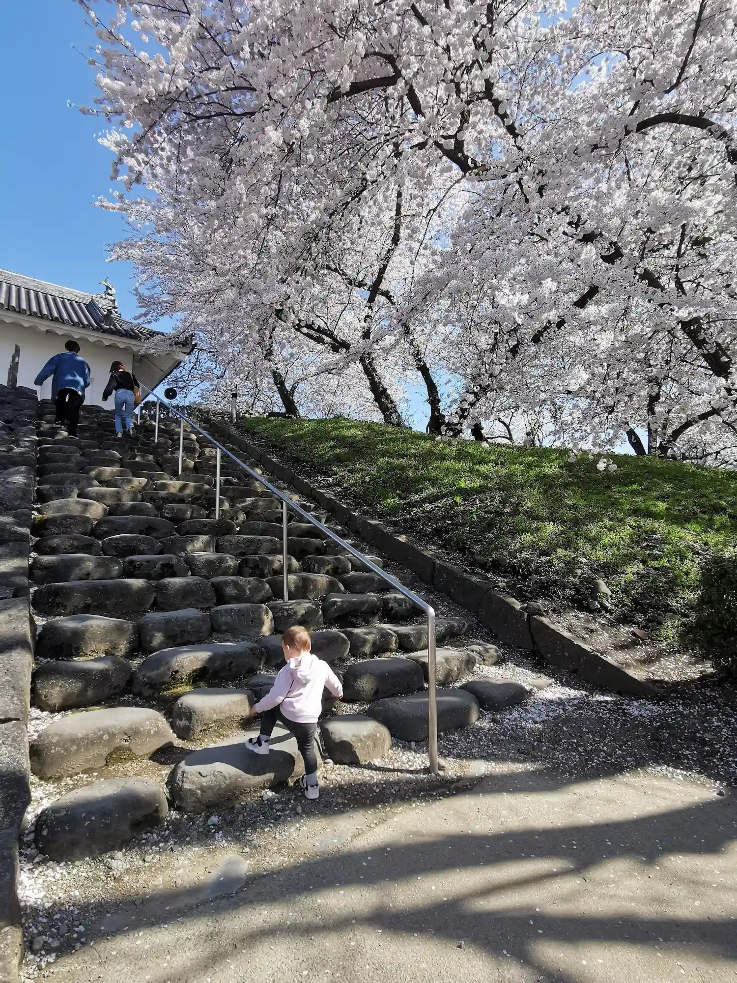 Jeune enfant grimpant seul les marches en pierre du château de Yamagata sous les cerisiers en fleurs