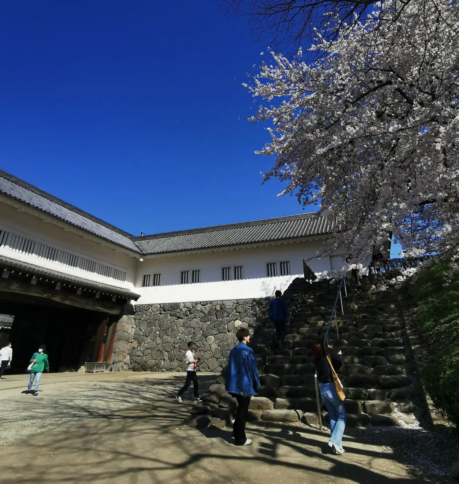 Porte reconstituée du château de Yamagata dans le parc de Kajo, escalier en pierres brutes et cerisier en fleurs
