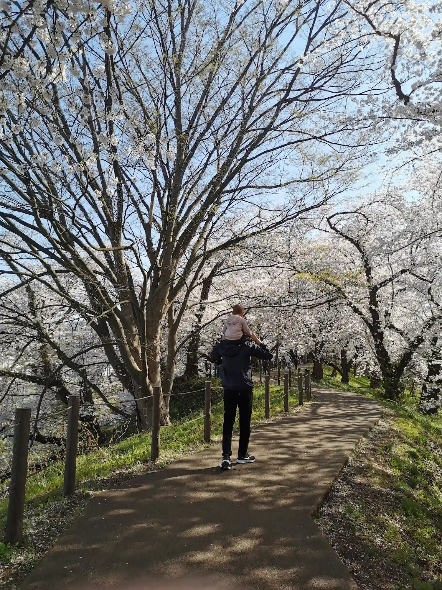 Adulte portant un jeune enfant sur les épaules dans une allée bordée de cerisiers en fleurs, parc de Kajo à Yamagata