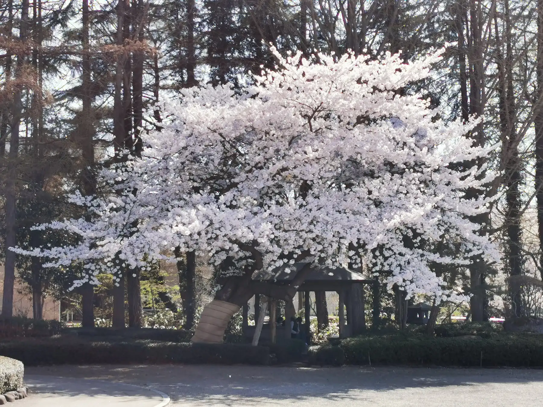 Grand cerisier en pleine floraison au-dessus d'un pavillon en bois dans le parc de Kajo à Yamagata, tronc protégé par un bandage