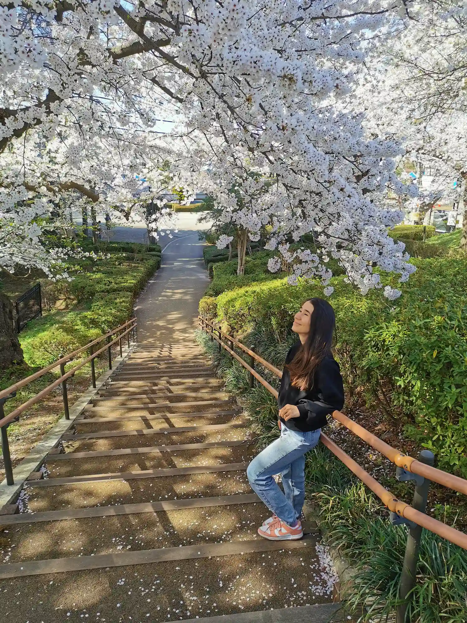 Escalier en bois sous une voûte de cerisiers en fleurs dans le parc de Kajo à Yamagata, pétales au sol